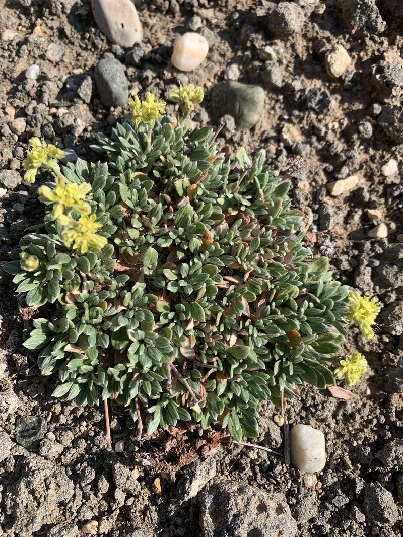 Eriogonum lachnogynum var. colobum photo 2