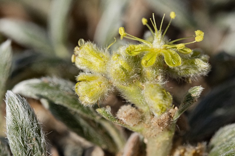 Eriogonum lachnogynum var. colobum photo 3