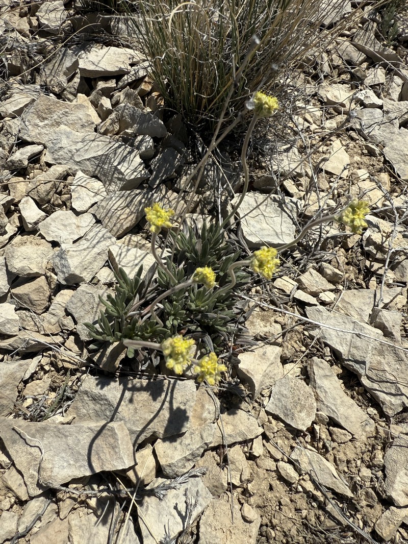 Eriogonum lachnogynum var. lachnogynum