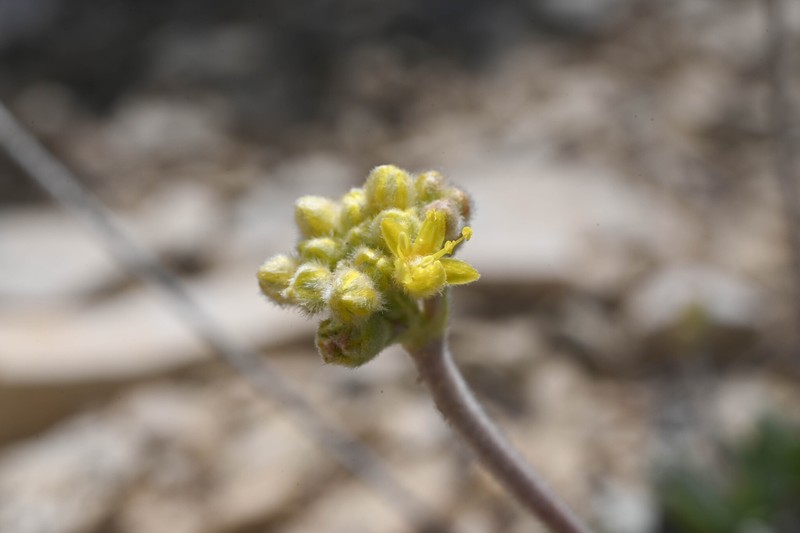 Eriogonum lachnogynum var. lachnogynum photo 2