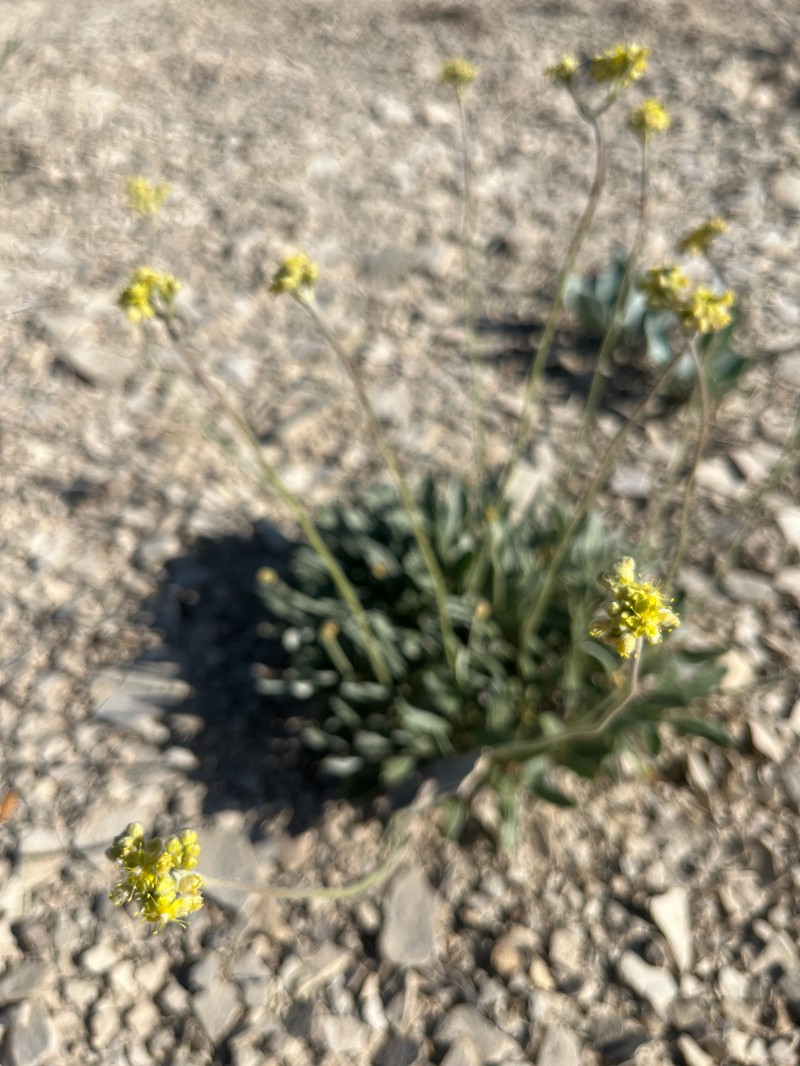 Eriogonum lachnogynum var. lachnogynum photo 3