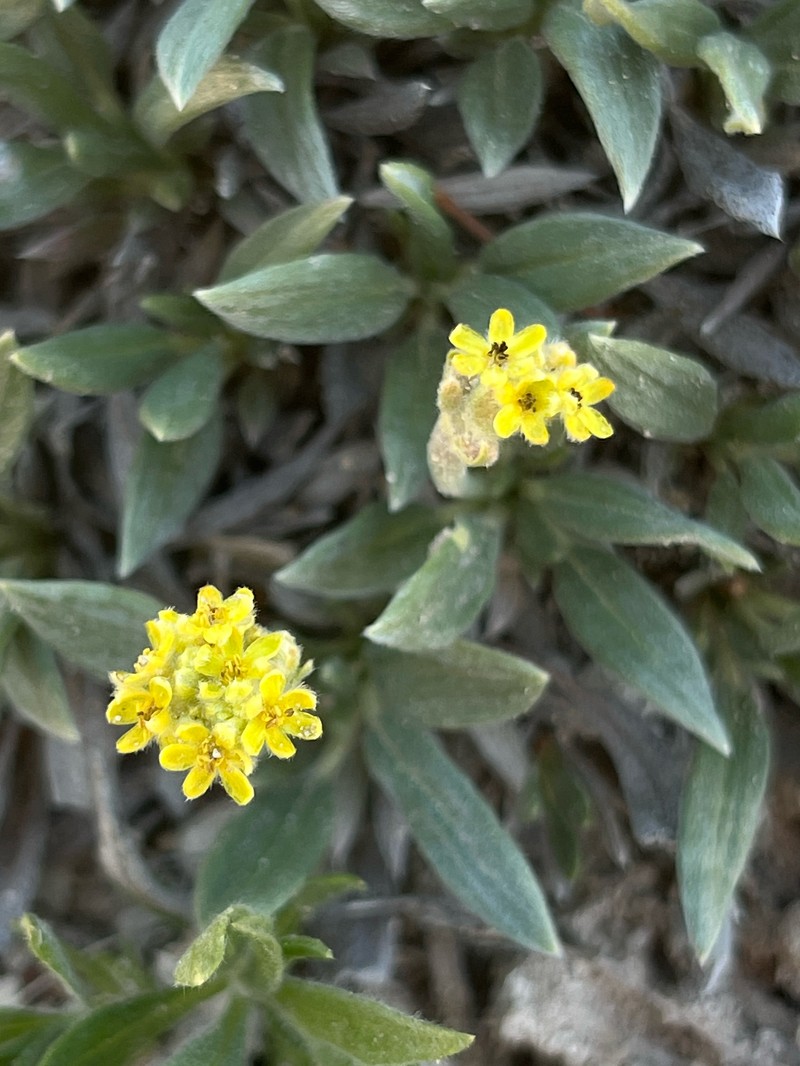 Eriogonum lachnogynum var. lachnogynum photo 4