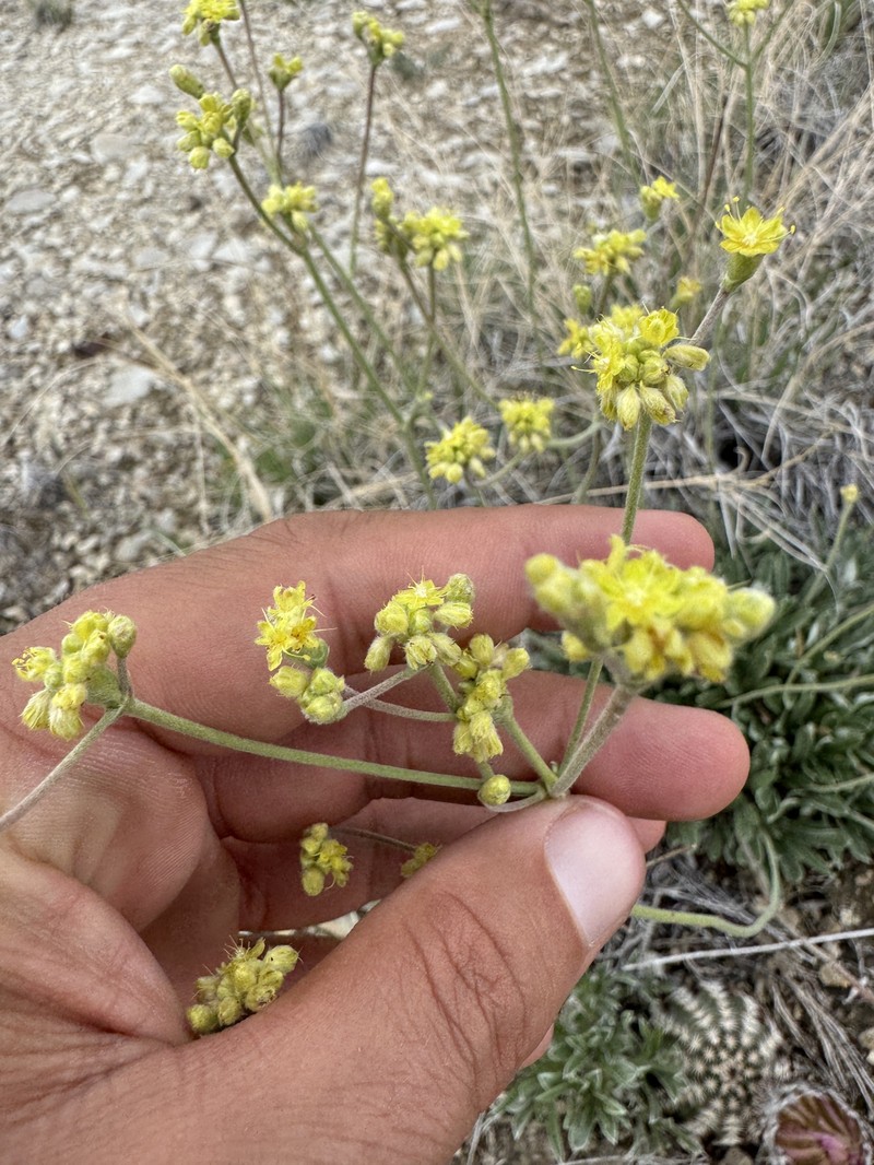 Eriogonum lachnogynum var. lachnogynum photo 5