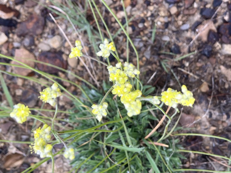 Eriogonum lachnogynum var. lachnogynum photo 6