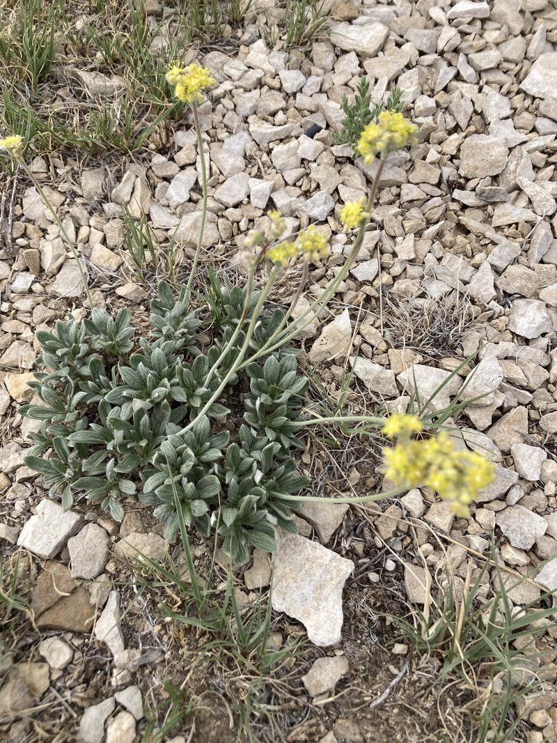Eriogonum lachnogynum var. lachnogynum photo 7