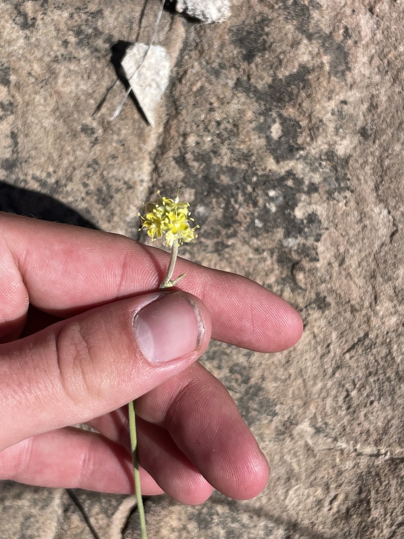 Eriogonum lachnogynum var. lachnogynum photo 8