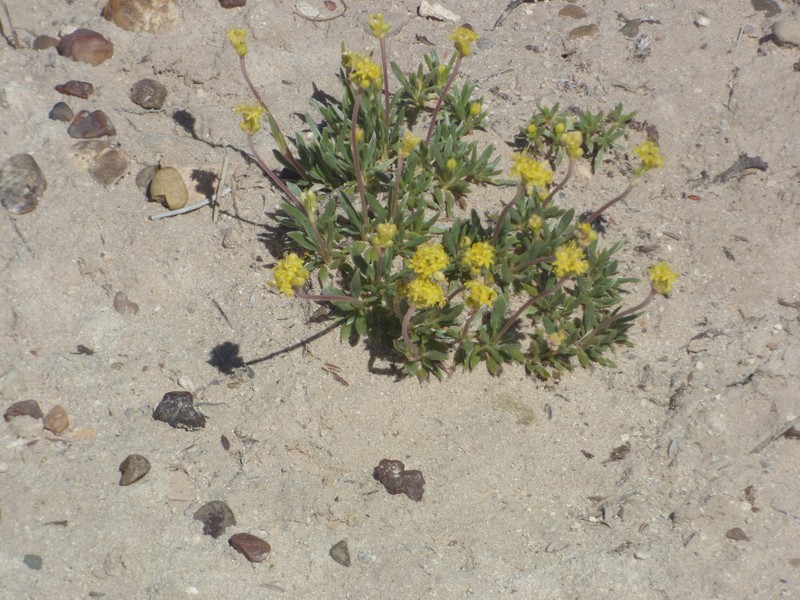Eriogonum lachnogynum var. sarahiae