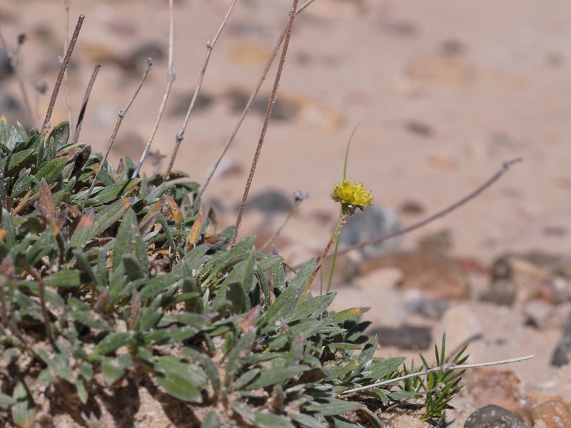 Eriogonum lachnogynum var. sarahiae photo 2