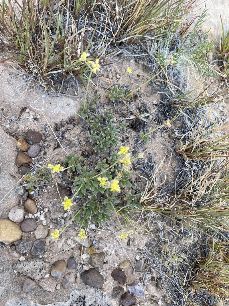 Eriogonum lachnogynum var. sarahiae photo 3