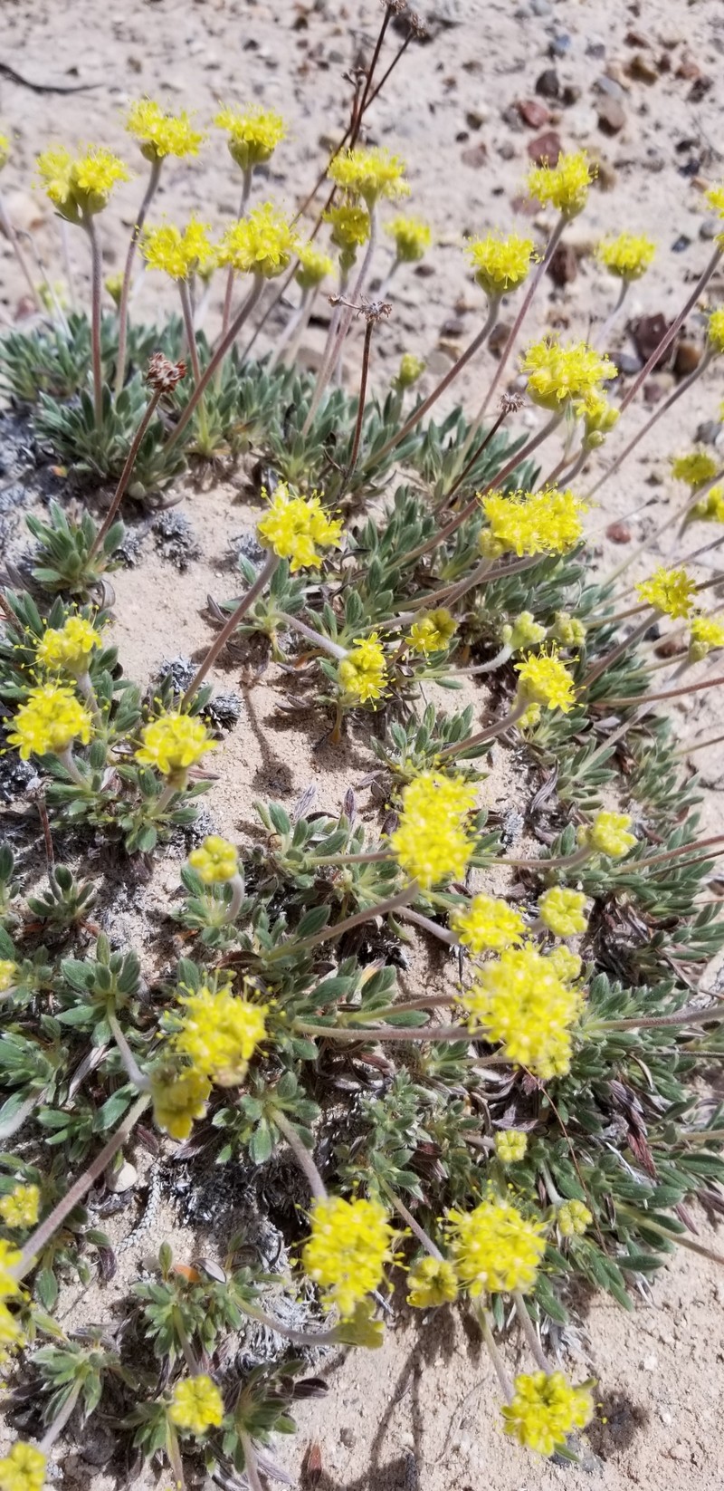 Eriogonum lachnogynum var. sarahiae photo 4