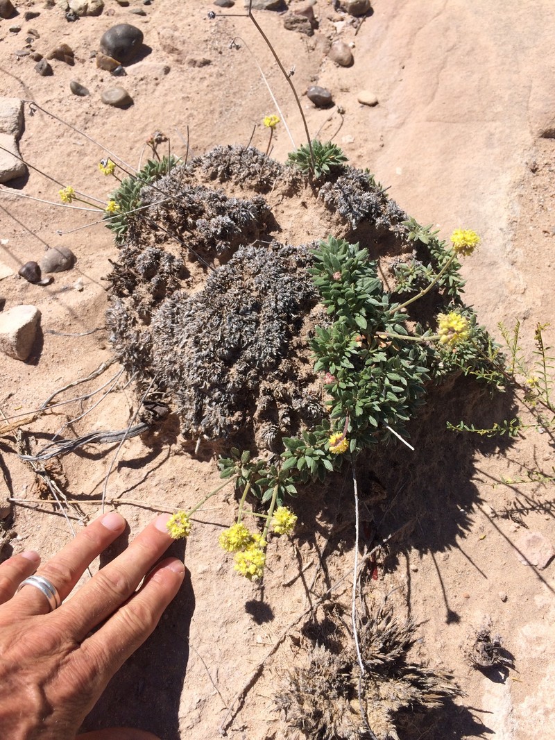 Eriogonum lachnogynum var. sarahiae photo 5