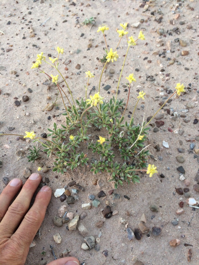 Eriogonum lachnogynum var. sarahiae photo 6
