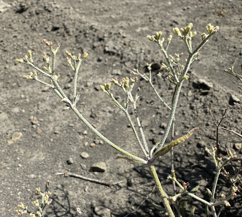 Lanceleaf Buckwheat photo 2