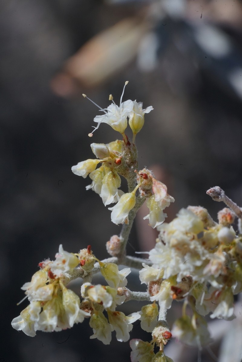 Lanceleaf Buckwheat photo 3