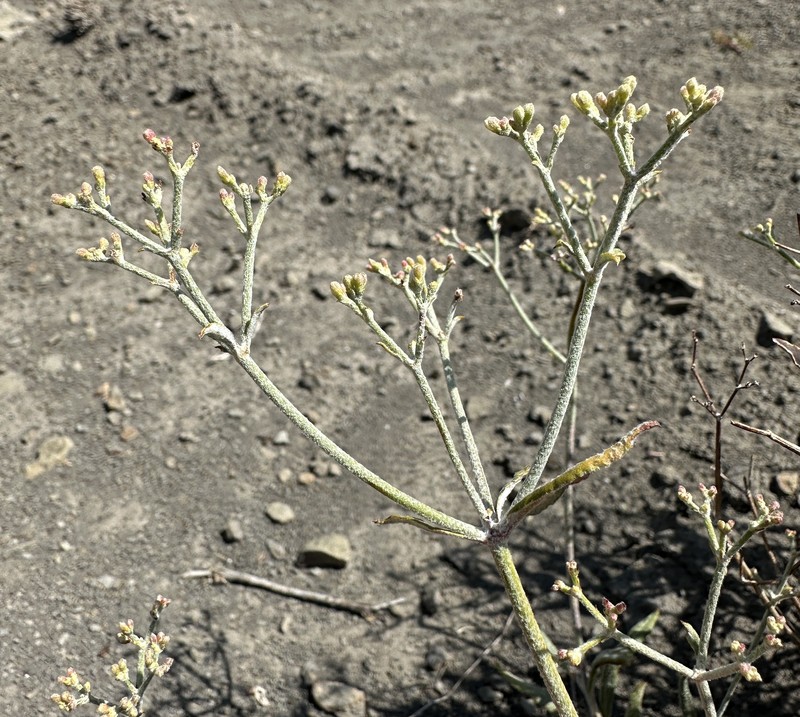 Lanceleaf Buckwheat photo 5