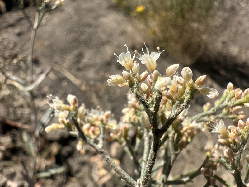 Lanceleaf Buckwheat photo 7