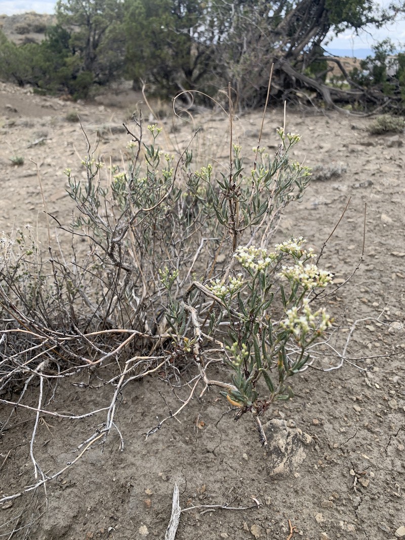 Lanceleaf Buckwheat photo 8