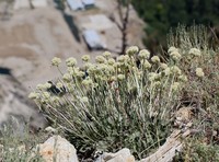 Inyo Buckwheat