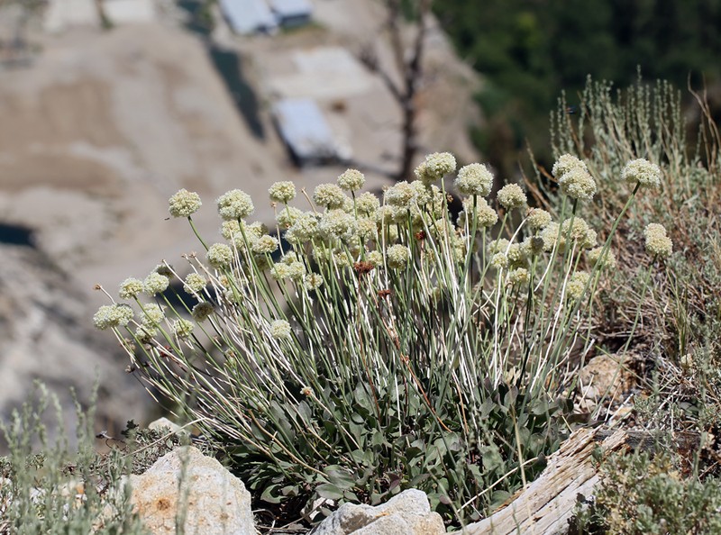 Inyo Buckwheat