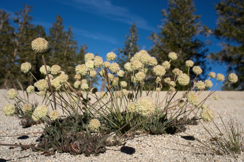 Inyo Buckwheat photo 2