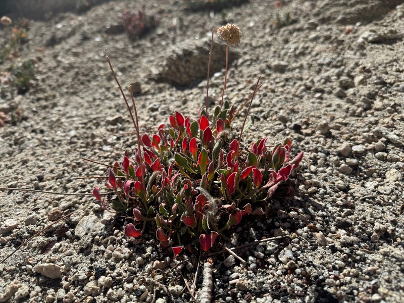 Inyo Buckwheat photo 3