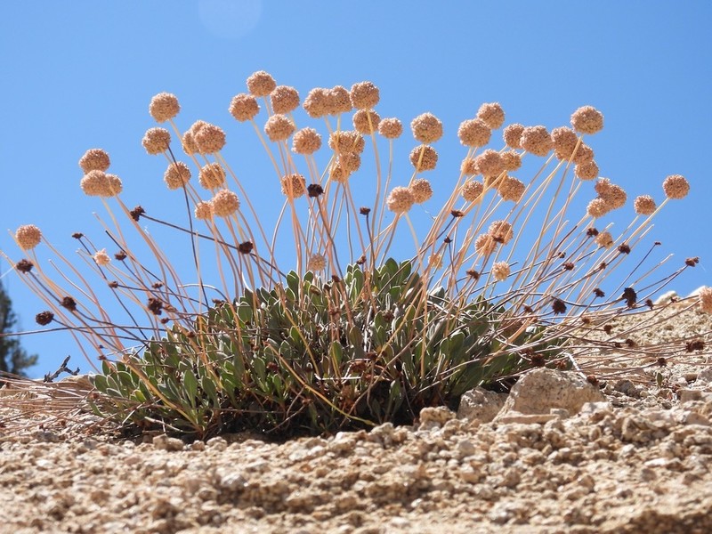 Inyo Buckwheat photo 4