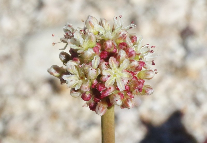 Inyo Buckwheat photo 5