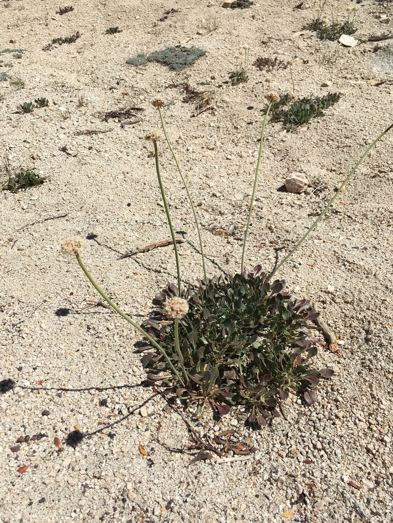 Inyo Buckwheat photo 6