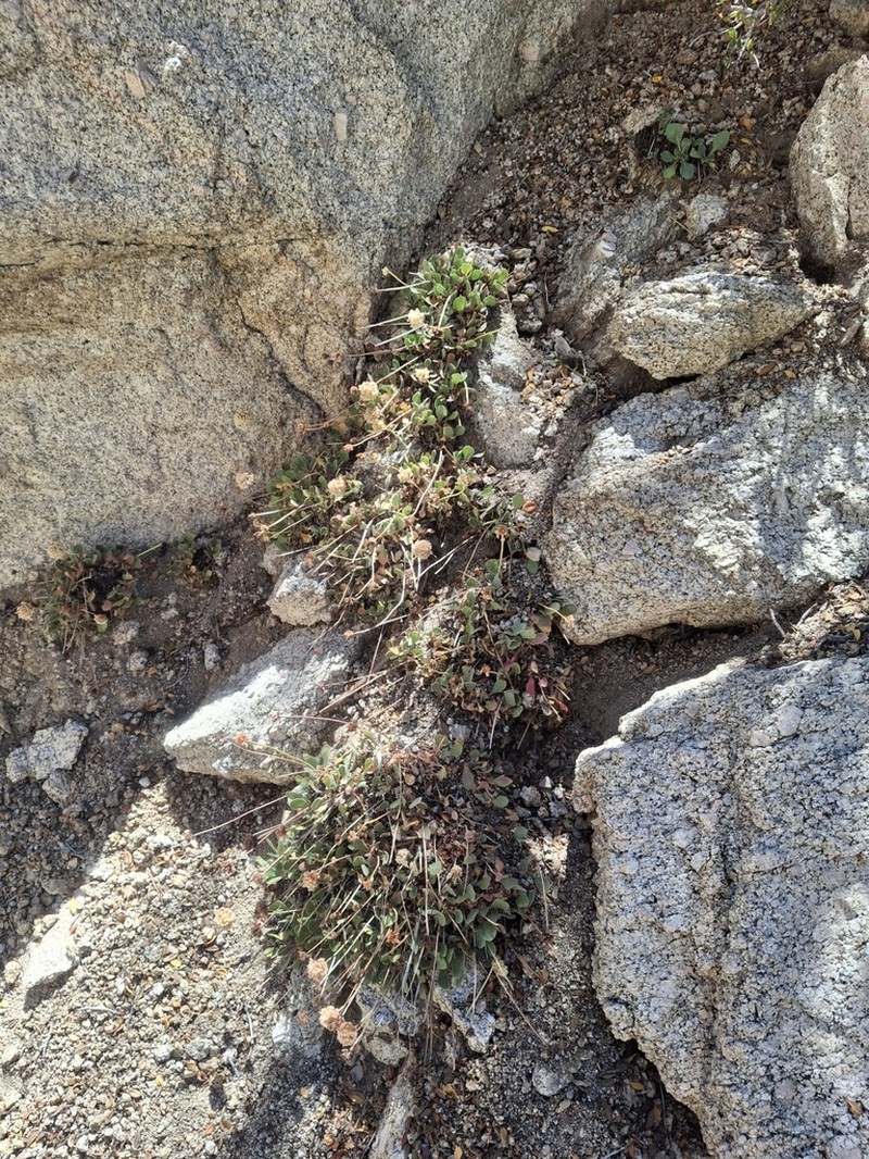Inyo Buckwheat photo 7