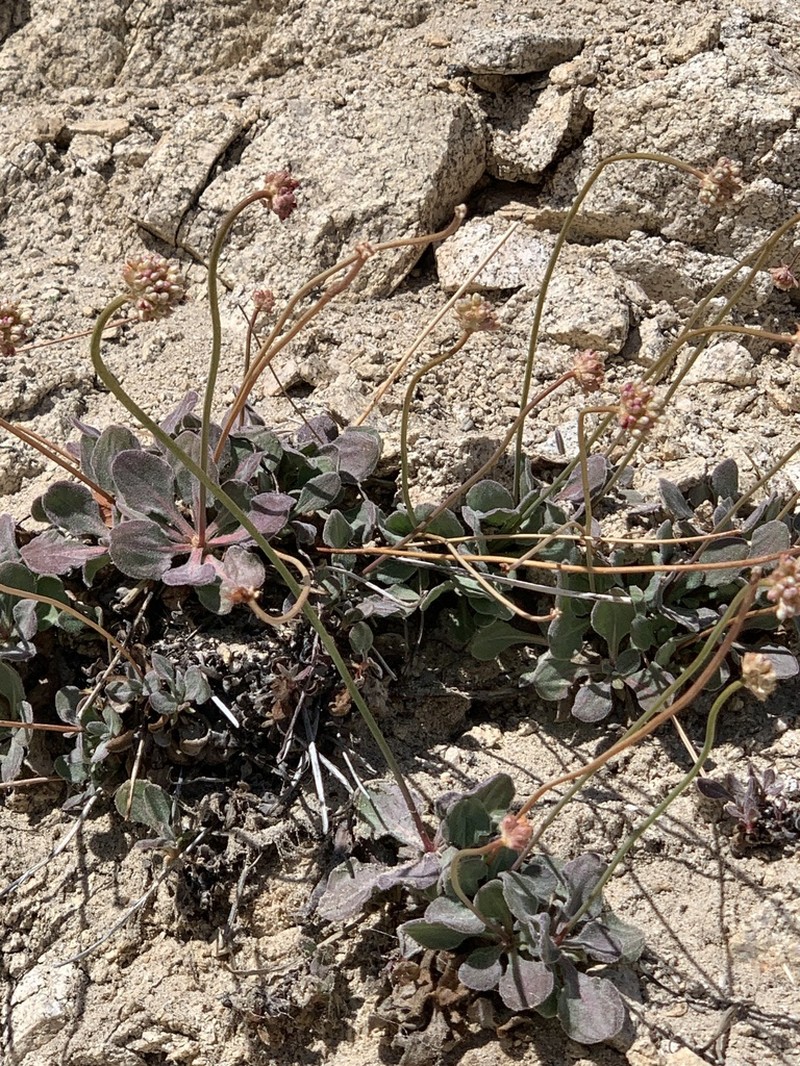 Inyo Buckwheat photo 8