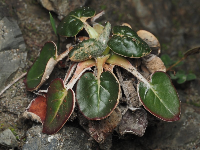 Seaside Buckwheat