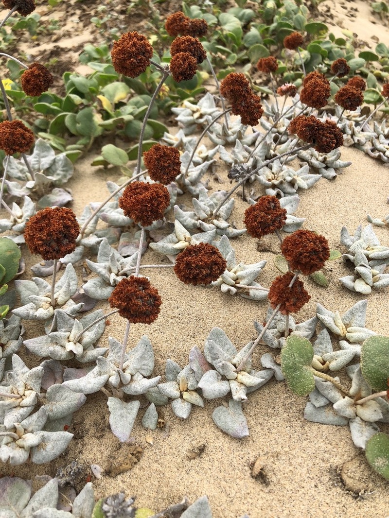 Seaside Buckwheat photo 2