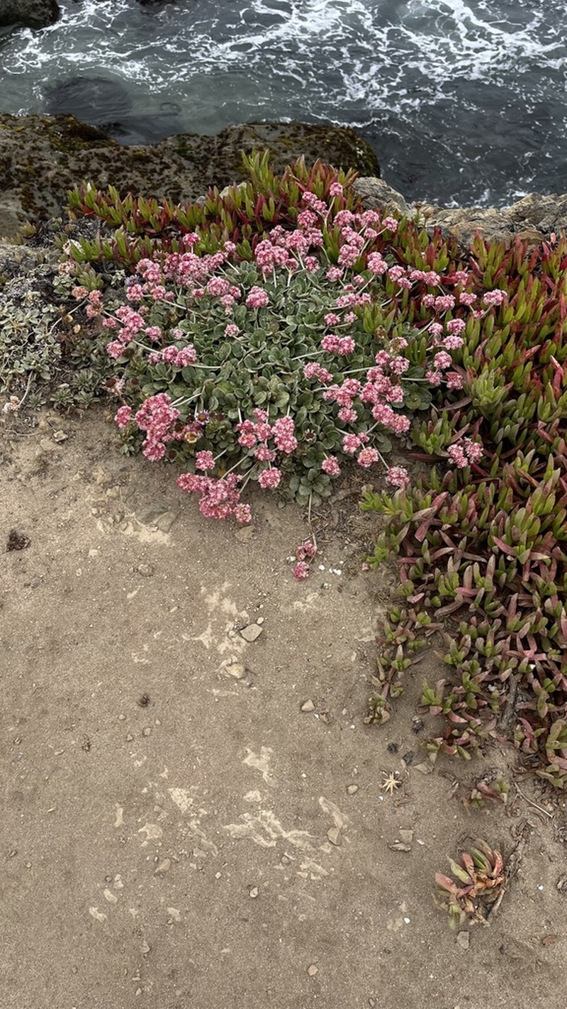 Seaside Buckwheat photo 3