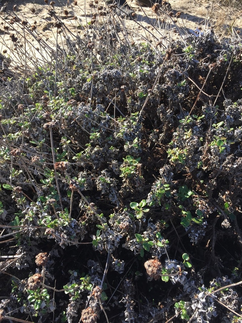 Seaside Buckwheat photo 4
