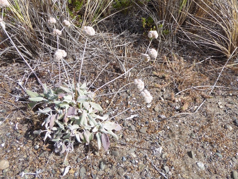 Seaside Buckwheat photo 5