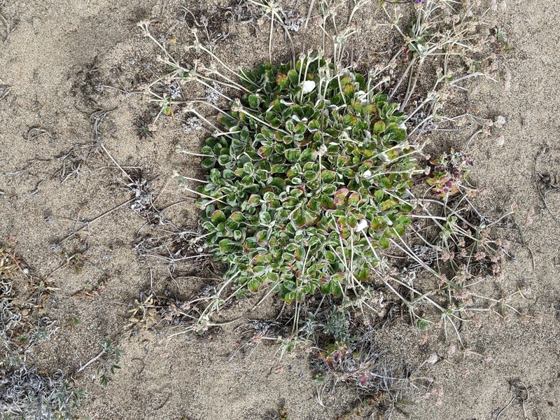 Seaside Buckwheat photo 6