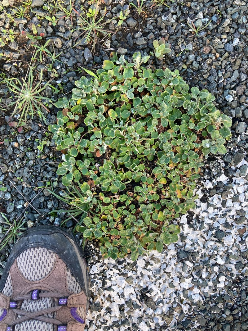 Seaside Buckwheat photo 7