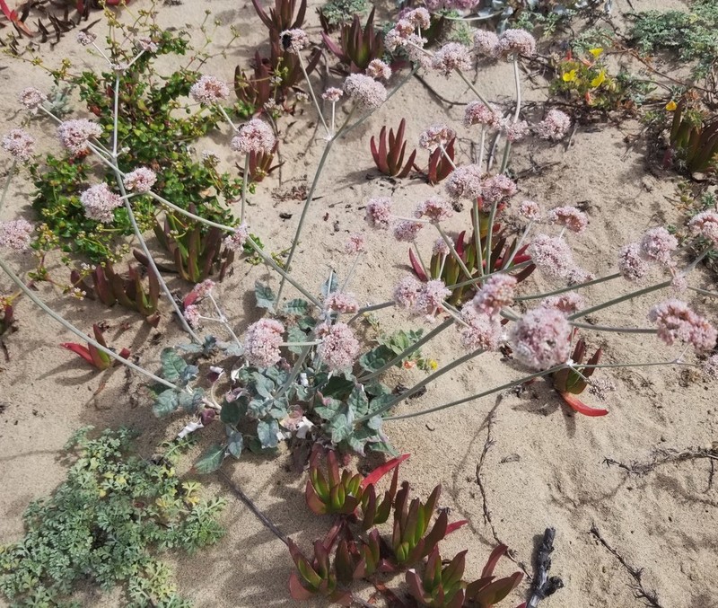 Seaside Buckwheat photo 8