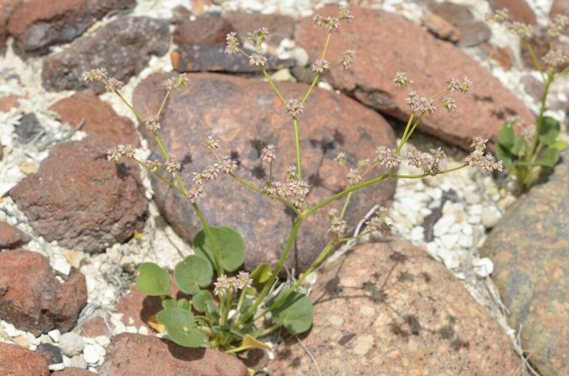 Volcanic Buckwheat
