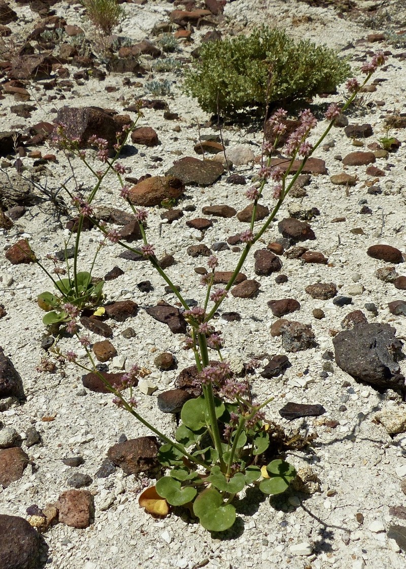 Volcanic Buckwheat photo 2