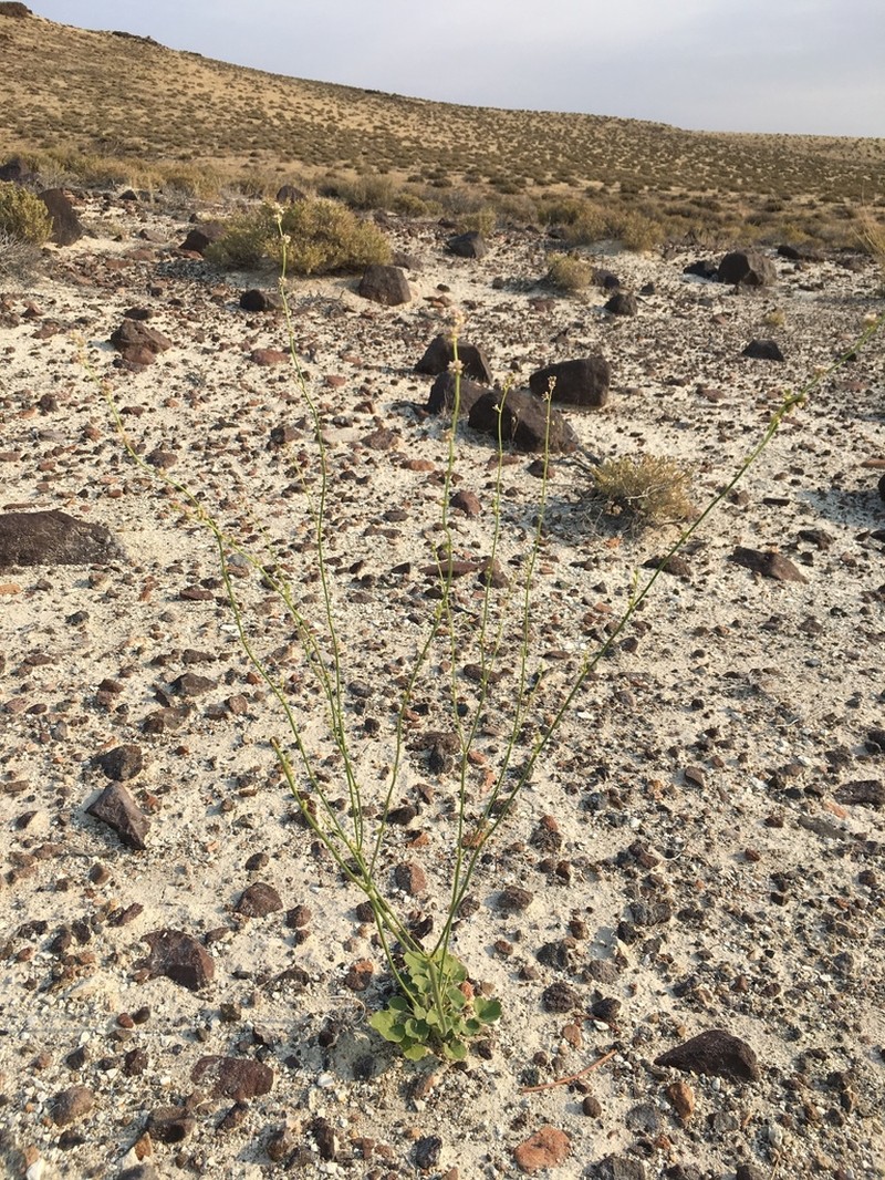 Volcanic Buckwheat photo 3