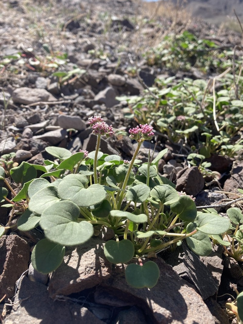 Volcanic Buckwheat photo 4