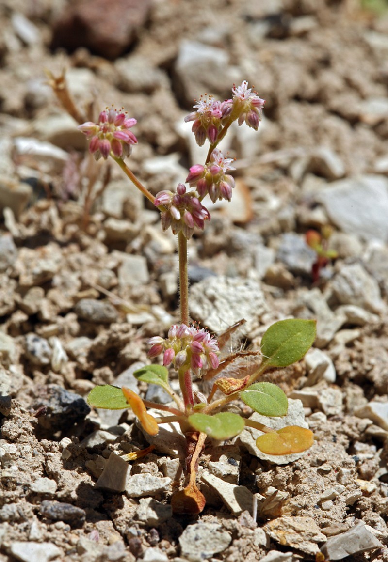 Volcanic Buckwheat photo 5