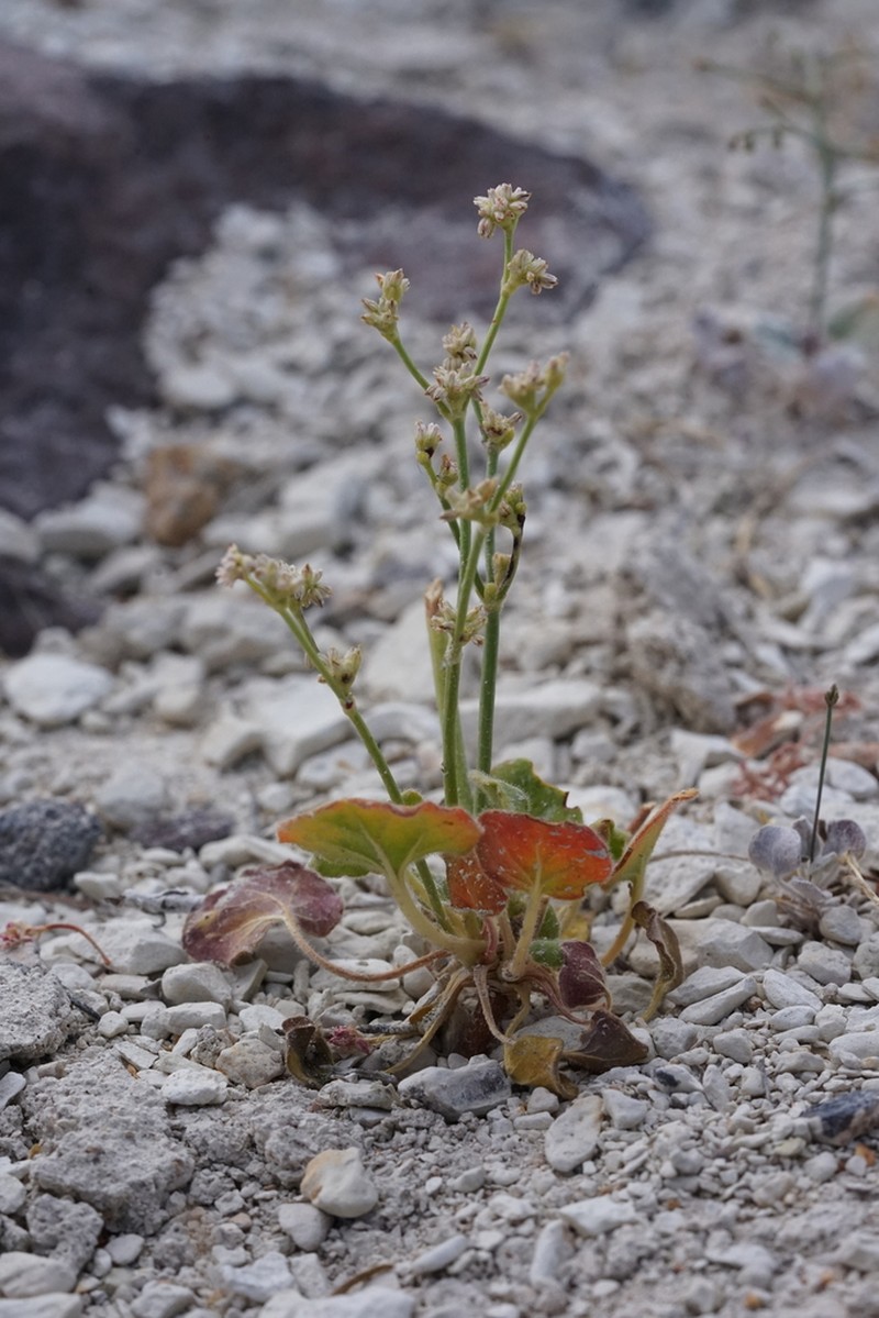 Volcanic Buckwheat photo 6
