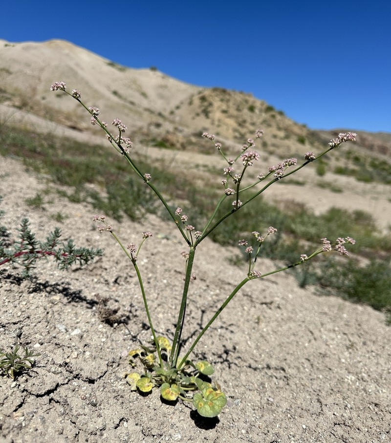 Volcanic Buckwheat photo 7