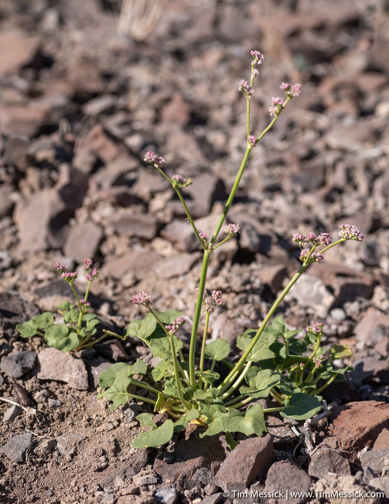 Volcanic Buckwheat photo 8