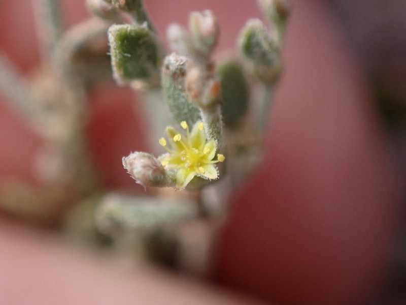 Sand Buckwheat
