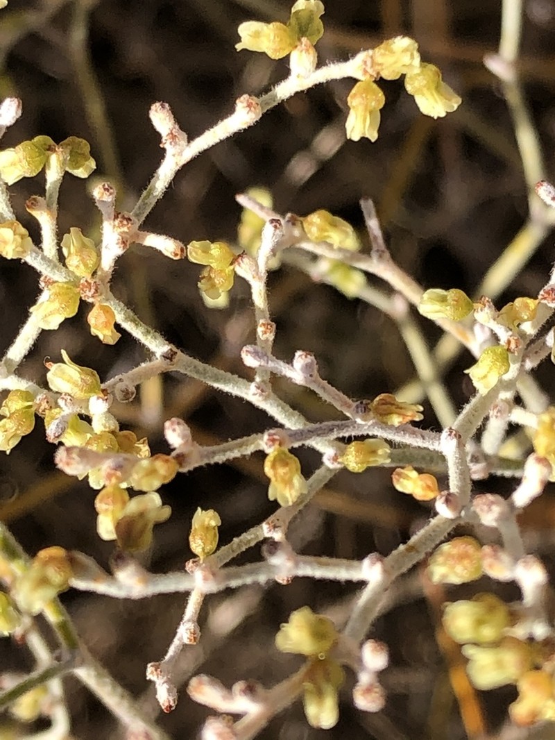 Sand Buckwheat photo 3