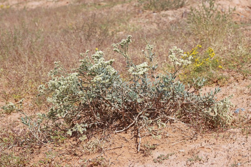 Sand Buckwheat photo 4