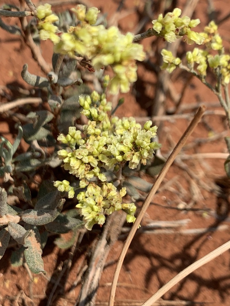 Sand Buckwheat photo 6